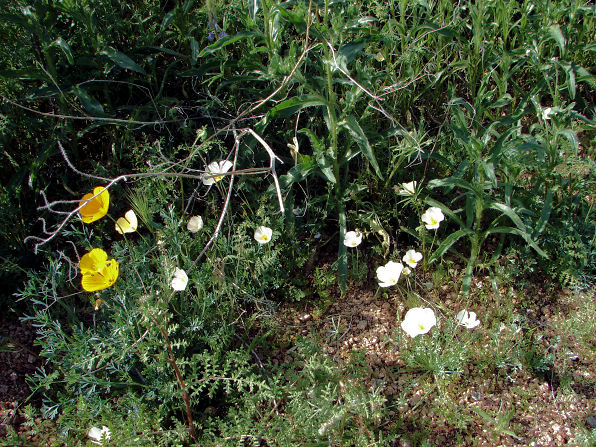 Rare White Mutant, California Or Mexican Gold Poppy, (Eschscholzia Californica Cham. Ssp. Californica). Arizona Wild Flowers. Wildflower, Pictures, Photos, Information, Descriptions, Images, & Reviews.