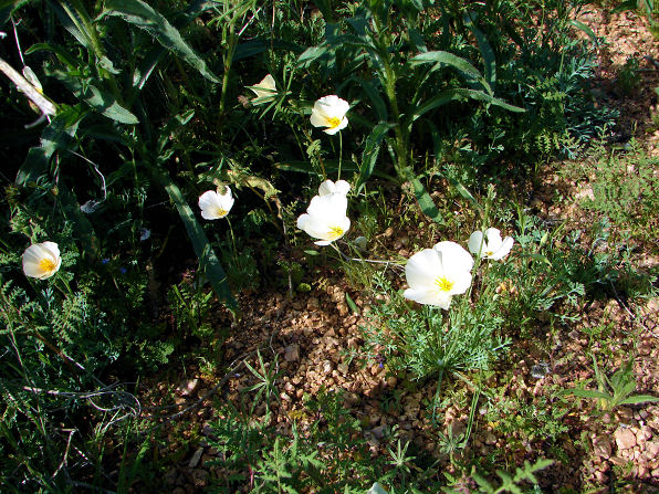 Rare White Mutant, California Or Mexican Gold Poppy, (Eschscholzia Californica Cham. Ssp. Californica). Arizona Wild Flowers. Wildflower, Pictures, Photos, Information, Descriptions, Images, & Reviews.