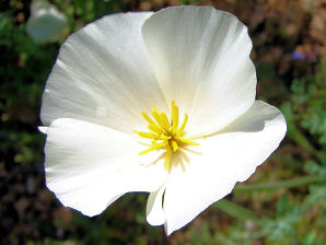 Rare White Mutant, California Or Mexican Gold Poppy, (Eschscholzia Californica Cham. Ssp. Californica). Arizona Wild Flowers. Wildflower, Pictures, Photos, Information, Descriptions, Images, & Reviews.