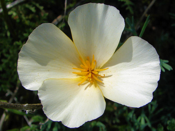 Rare White Mutant, California Or Mexican Gold Poppy, (Eschscholzia Californica Cham. Ssp. Californica). Arizona Wild Flowers. Wildflower, Pictures, Photos, Information, Descriptions, Images, & Reviews.