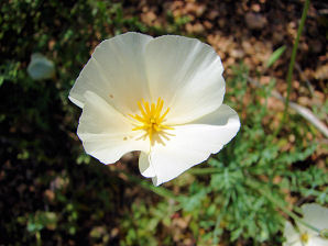 Rare White Mutant, California Or Mexican Gold Poppy, (Eschscholzia Californica Cham. Ssp. Californica). Arizona Wild Flowers. Wildflower, Pictures, Photos, Information, Descriptions, Images, & Reviews.