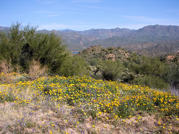Patch Of  California Poppy, Eschscholzia Californica Flowers Bartlett Lake, Arizona. Arizona Wild Flowers. Wildflower, Pictures, Photos, Information, Descriptions, Images, & Reviews.