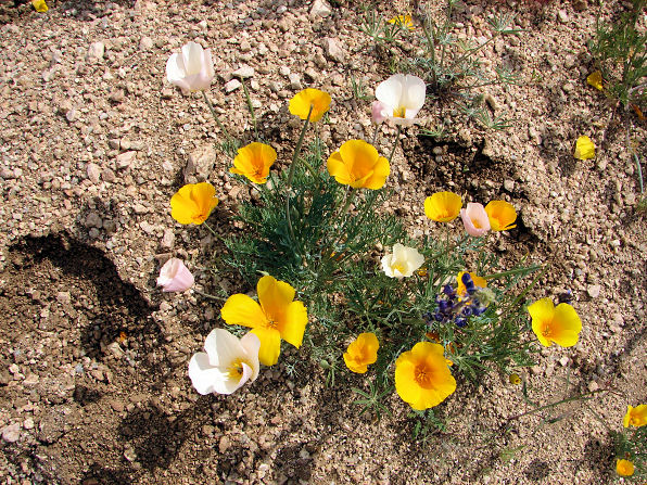 Rare White Mutant, California Or Mexican Gold Poppy, (Eschscholzia Californica Cham. Ssp. Californica). Arizona Wild Flowers. Wildflower, Pictures, Photos, Information, Descriptions, Images, & Reviews.