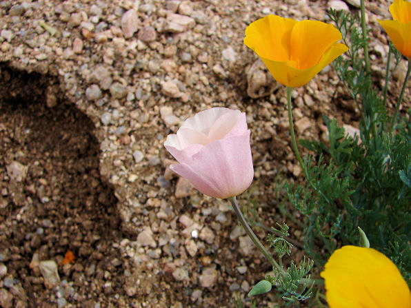 Rare White Mutant, California Or Mexican Gold Poppy, (Eschscholzia Californica Cham. Ssp. Californica). Arizona Wild Flowers. Wildflower, Pictures, Photos, Information, Descriptions, Images, & Reviews.