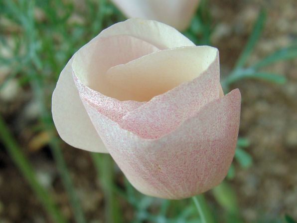 Rare White Mutant, California Or Mexican Gold Poppy, (Eschscholzia Californica Cham. Ssp. Californica). Arizona Wild Flowers. Wildflower, Pictures, Photos, Information, Descriptions, Images, & Reviews.