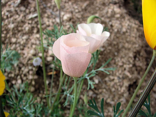 Rare White Mutant, California Or Mexican Gold Poppy, (Eschscholzia Californica Cham. Ssp. Californica). Arizona Wild Flowers. Wildflower, Pictures, Photos, Information, Descriptions, Images, & Reviews.